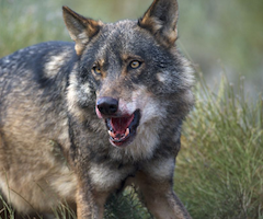 Un lobo, abatido en la Reserva de Villafáfila